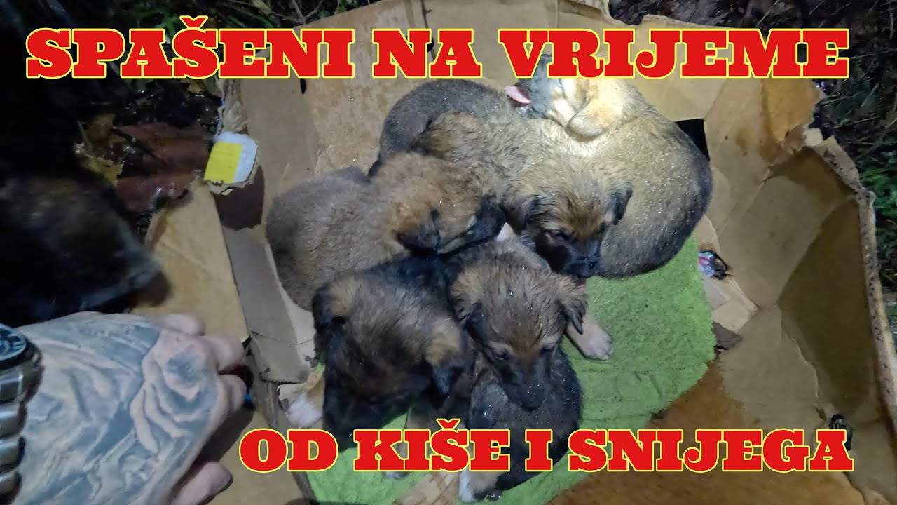  KIŠA I SNIJEG SU KRENULI-MORAO SAM REAGOVATI I POMOĆI ŠTENADIMA 