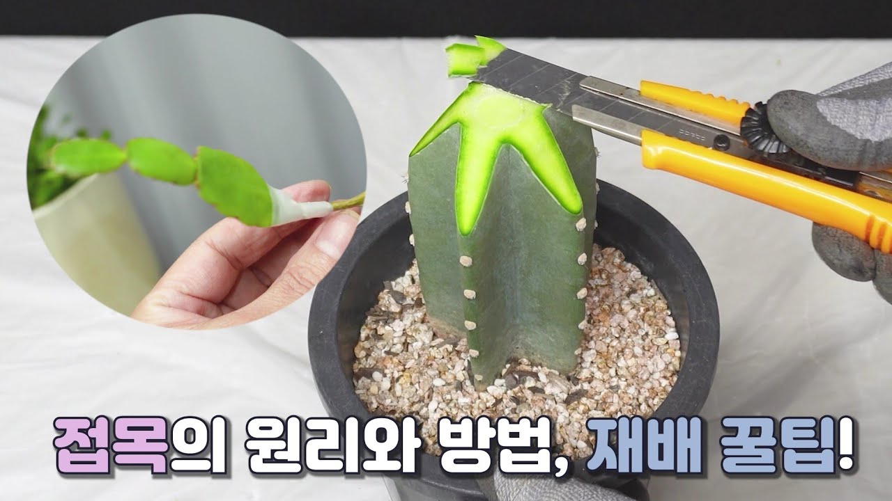 왜 접목을 할까요? 재배법 꿀팁! 백화 원종 게발과 선인장 접목했어요, Plants grafting
