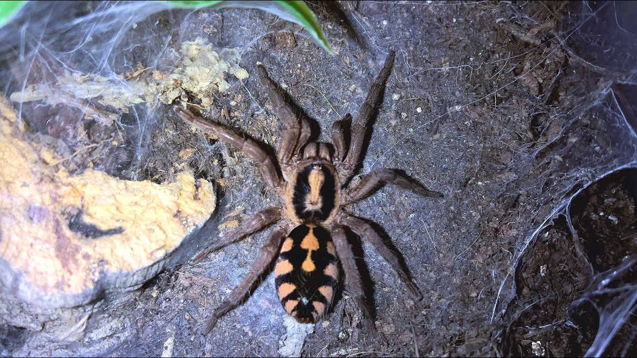 Hapalopus sp. Colombia large 