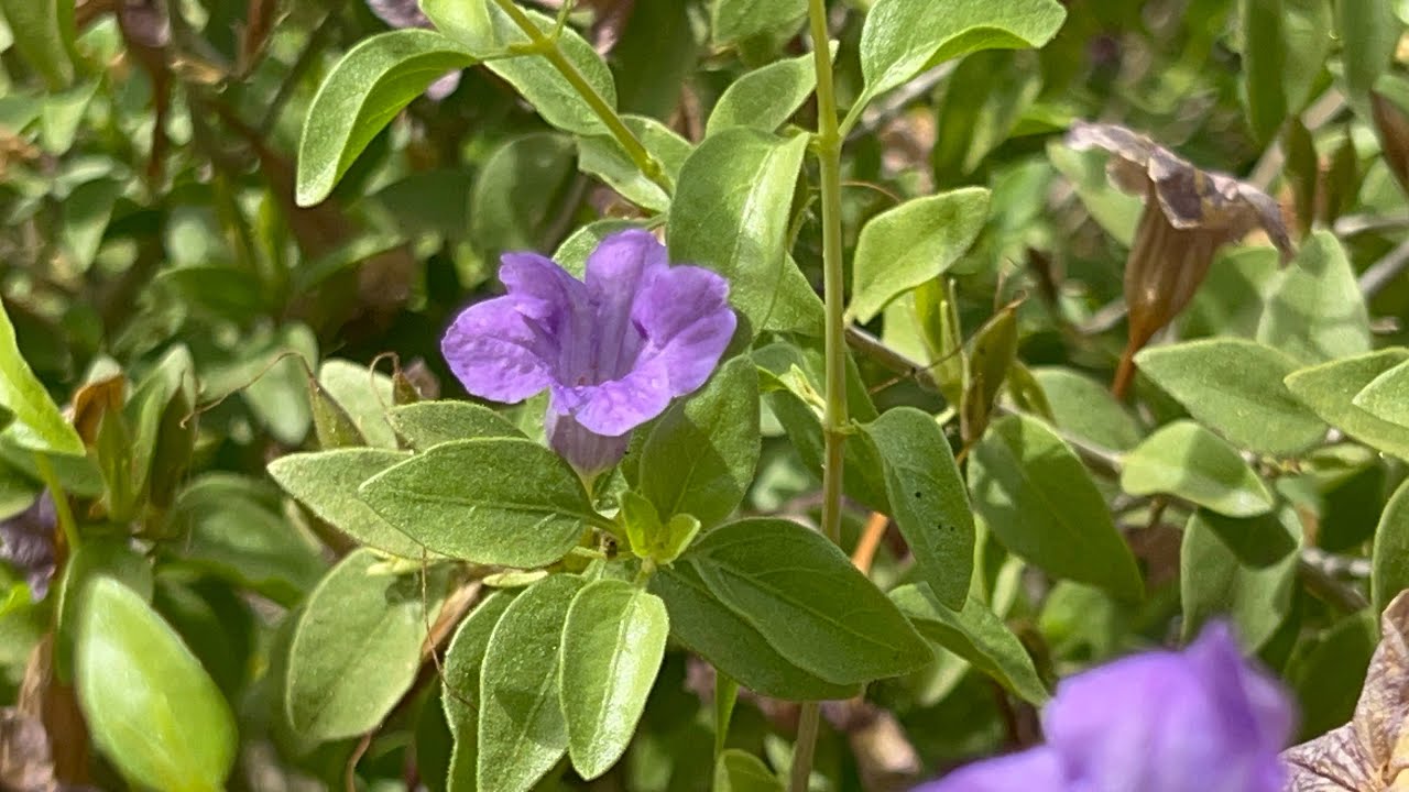 AZ Plant Reviews - Baja Ruellia (Ruellia peninsularis)