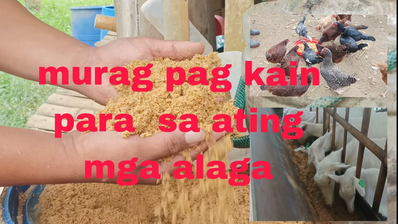 murag pag kain para sa ating mga alaga hayop (spent grain).