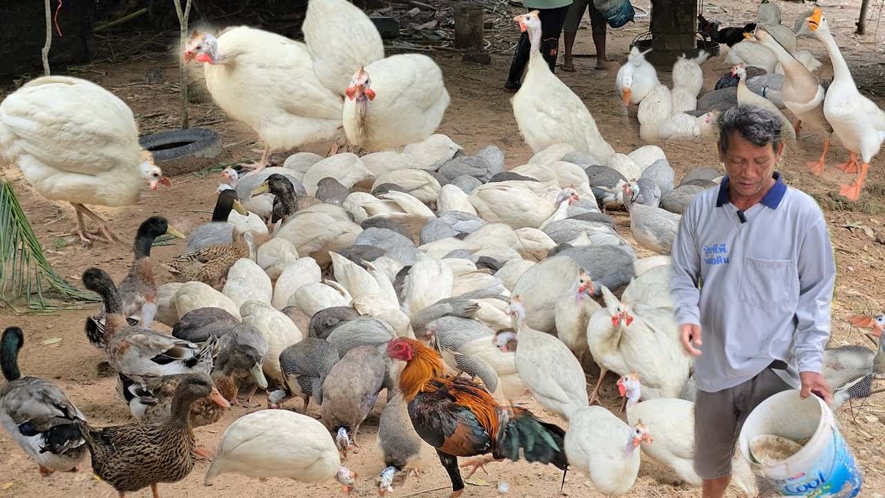 เลี้ยงไก่ต๊อกสีขาวแบบต้นทุนต่ำใช้รำเป็นอาหาร!!มีรายได้หลักล้านต่อปี