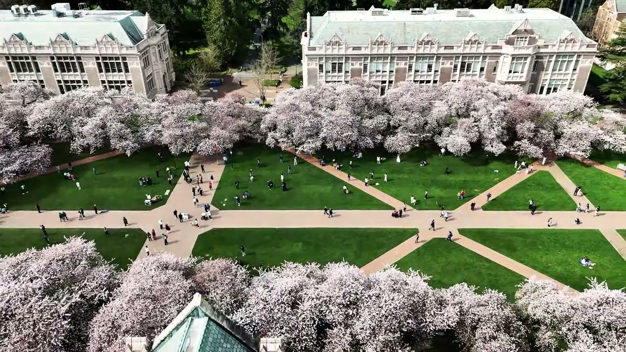 UW Cherry Blossoms - 2025-03-26