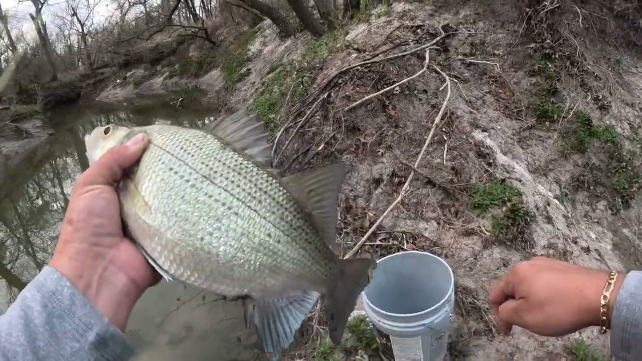 Otro video mas de white bass una mañana encendida con buenas capturas !! #pesca #cazeria #