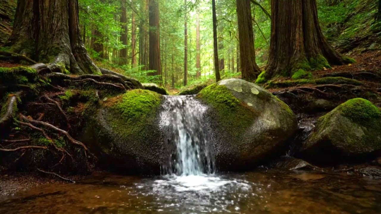 GENTLE RIVER ASMR | SOOTHING WATER FLOW FOR SLEEP, FOCUS, AND INSOMNIA RELIEF