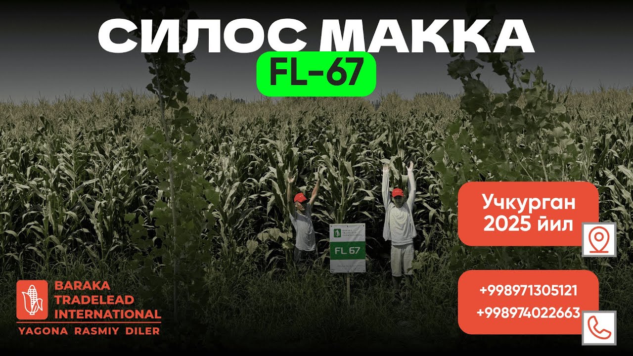 Силос учун FL-67 маккажўхориси Наманган 2025 й. 971305121 974022663 