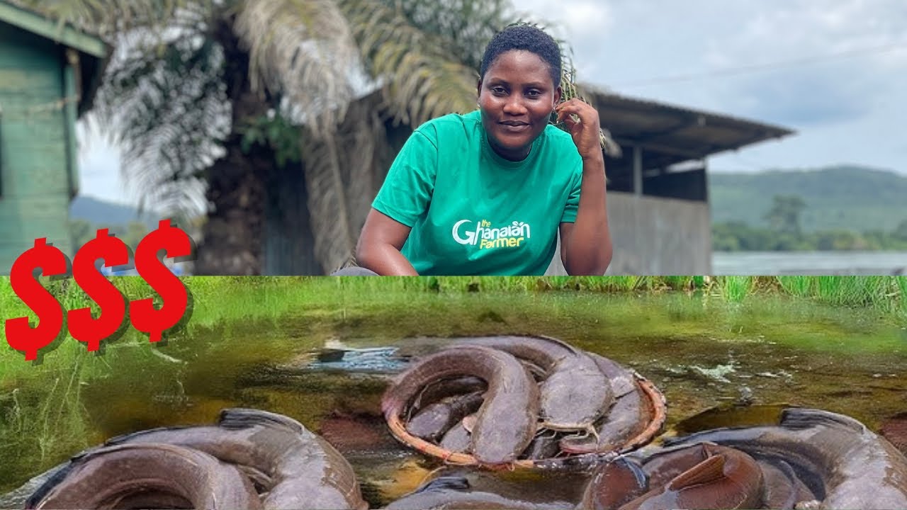 How Much Money Will 1000 Catfish Earn You In 6 Months? Investment & Profits Breakdown For Beginners