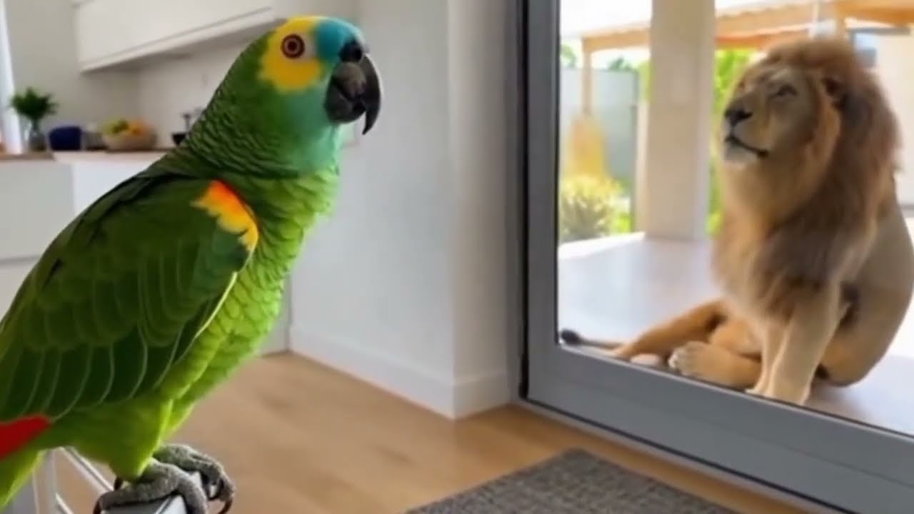 Loro Divertido 🦜