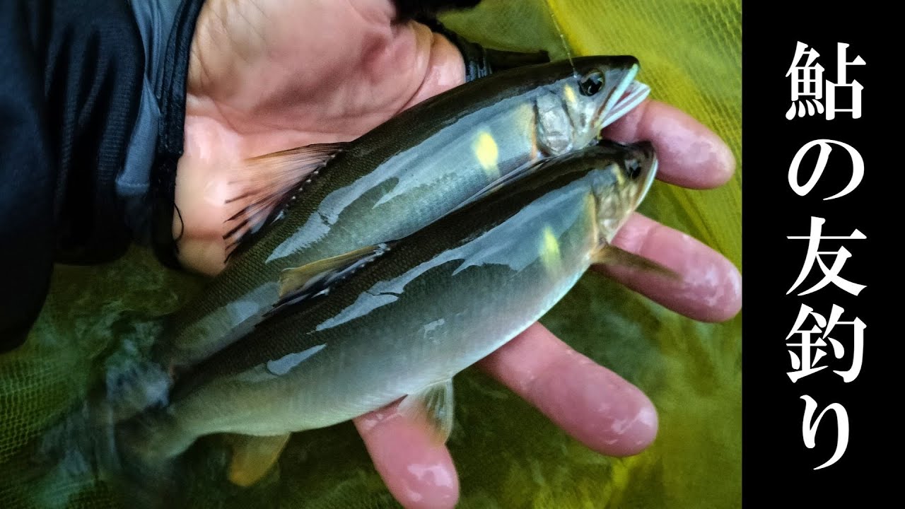 鮎釣り　この３つを意識すれば、釣果は確実に伸びます。