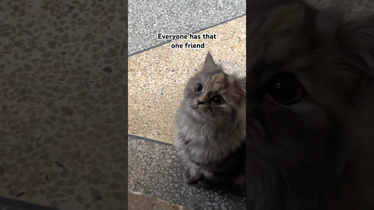 Отправьте это своему другу 👀 #кошачьишорты #смешнойкот #кошачьивидео #милыйкот #вирусныешорты #ко...