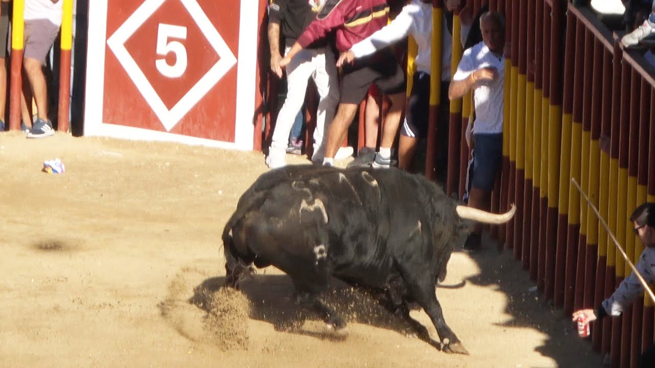 😱 PELIGRO! SE QUEDA FUERA CON EL TORO MUY CERCA - ARGANDA DEL REY (MADRID) 2024
