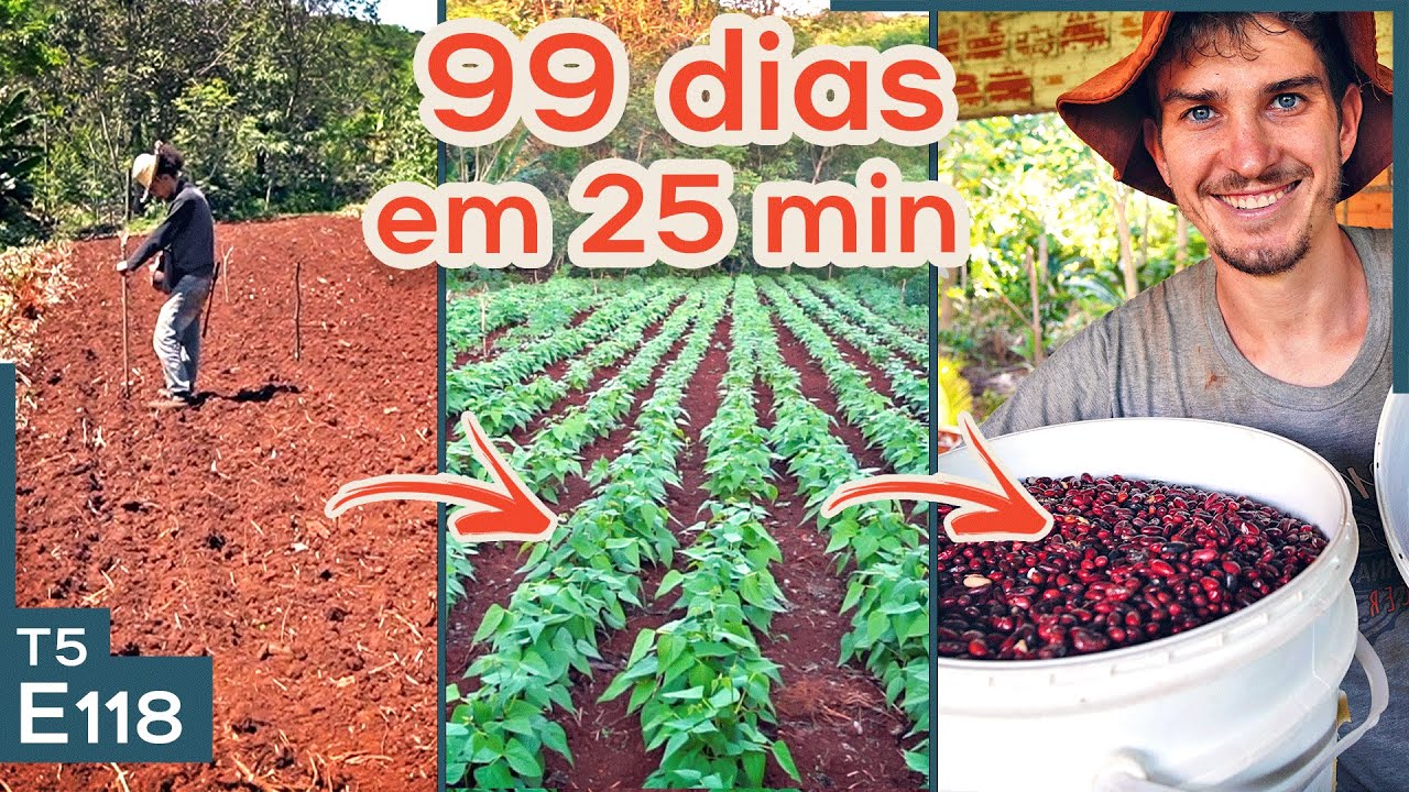 Do plantio a colheita de feijão orgânico