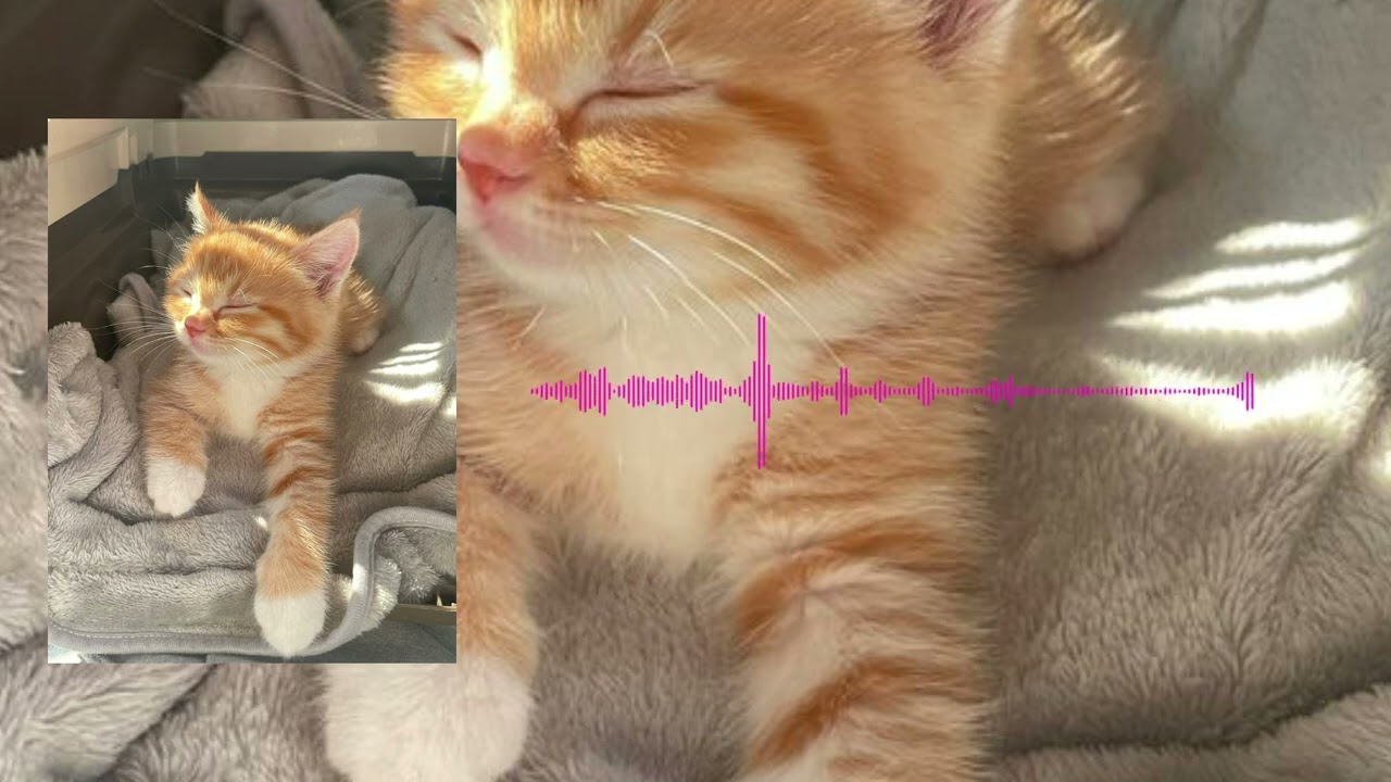 DUBLI AGIL, DVNXEL - chipi chipi chapa chapa dubi dubi daba daba (speed up)