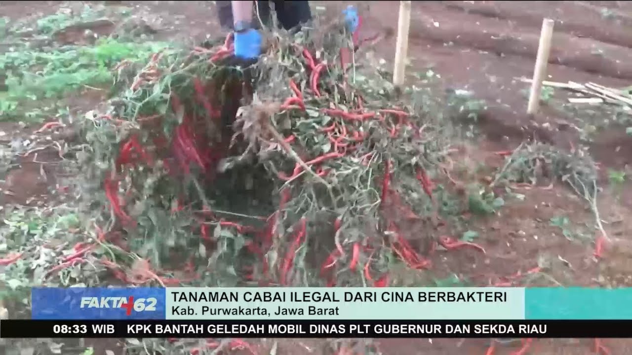 Geger! Tanaman Cabai Impor Cina Berbakteri, Langsung Dimusnahkan