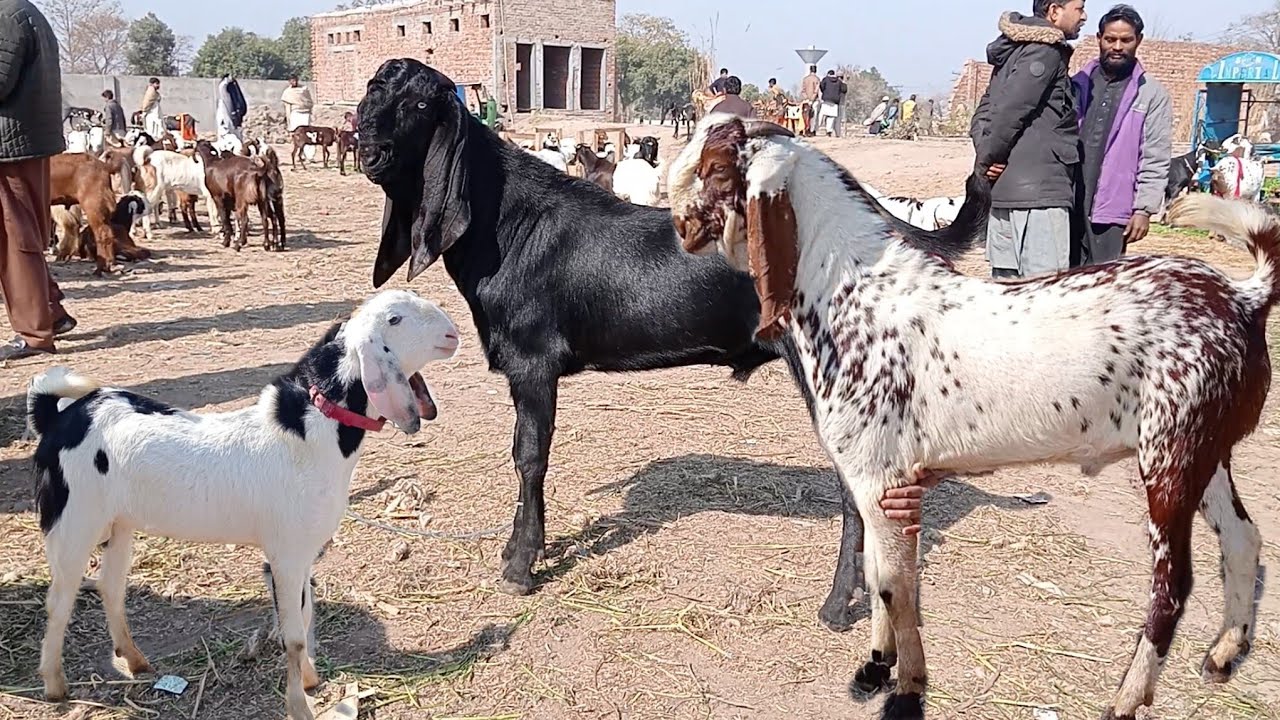 Wednesday Mandi update makkhi ji ne bakre Amritsari nagre bakre Lahore Mandi Sajjad Lahori shoq