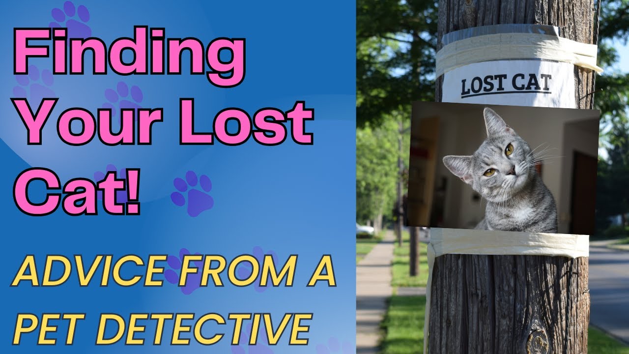 Why Most Lost Cat Advice Fails (and What to Do Instead)