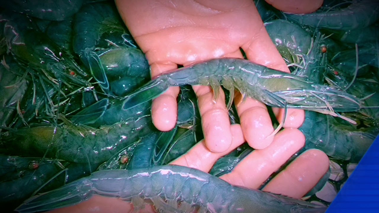 Mon reportage vidéo - Élevage de crevettes - Mitirapa Blue Pearl Shrimp 🦐 