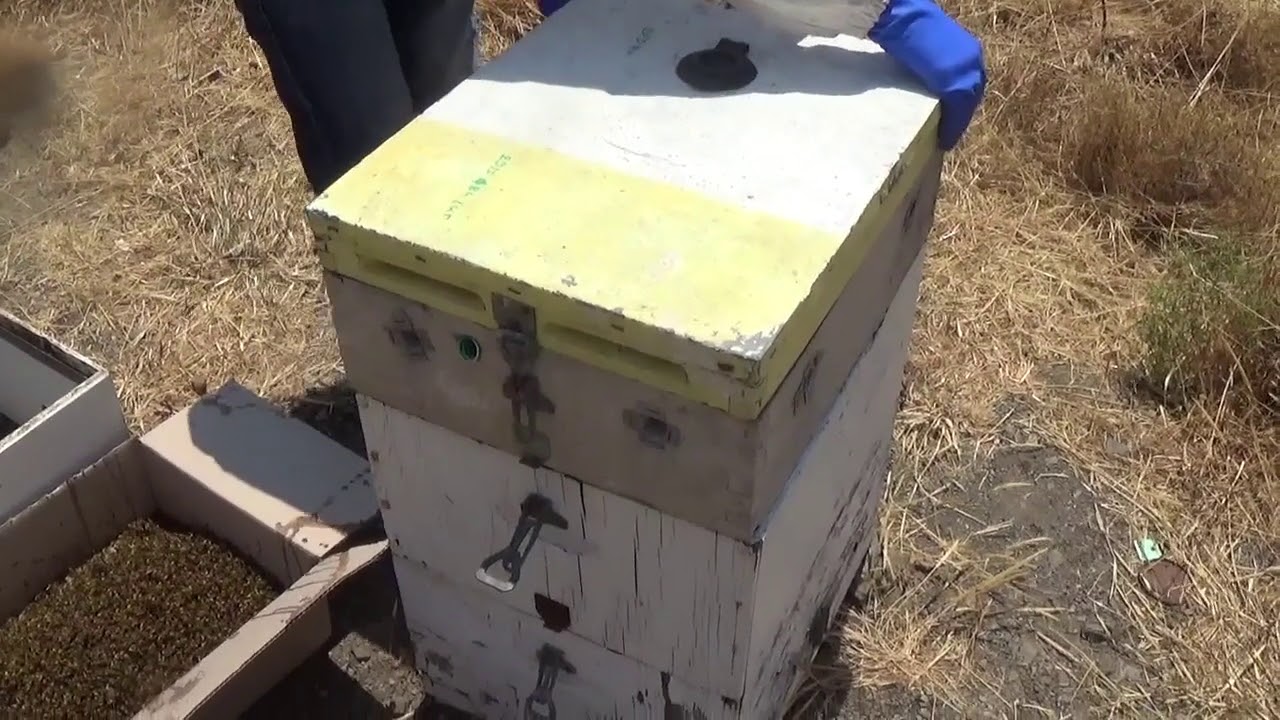Σφηκοπαγίδα | Μελισσοκόμος | Γιώργος Χαιρέτης