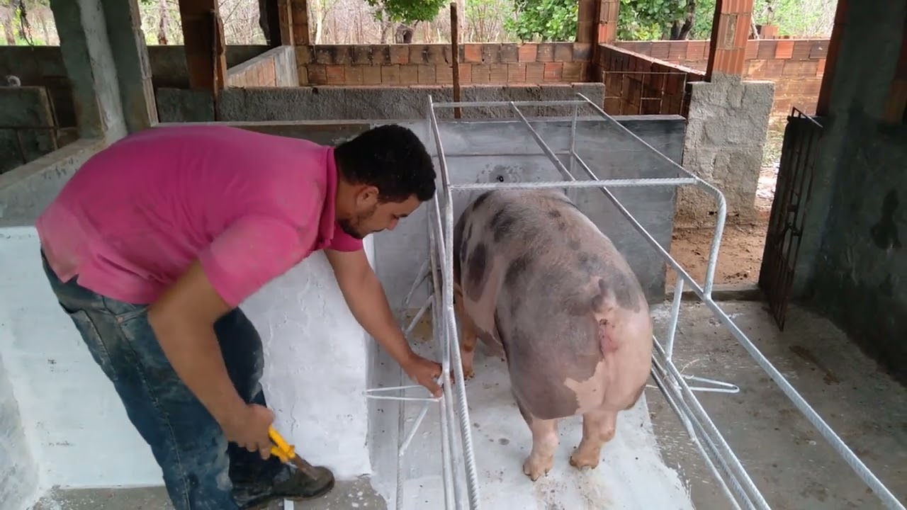 porca na gaiola de maternidade.