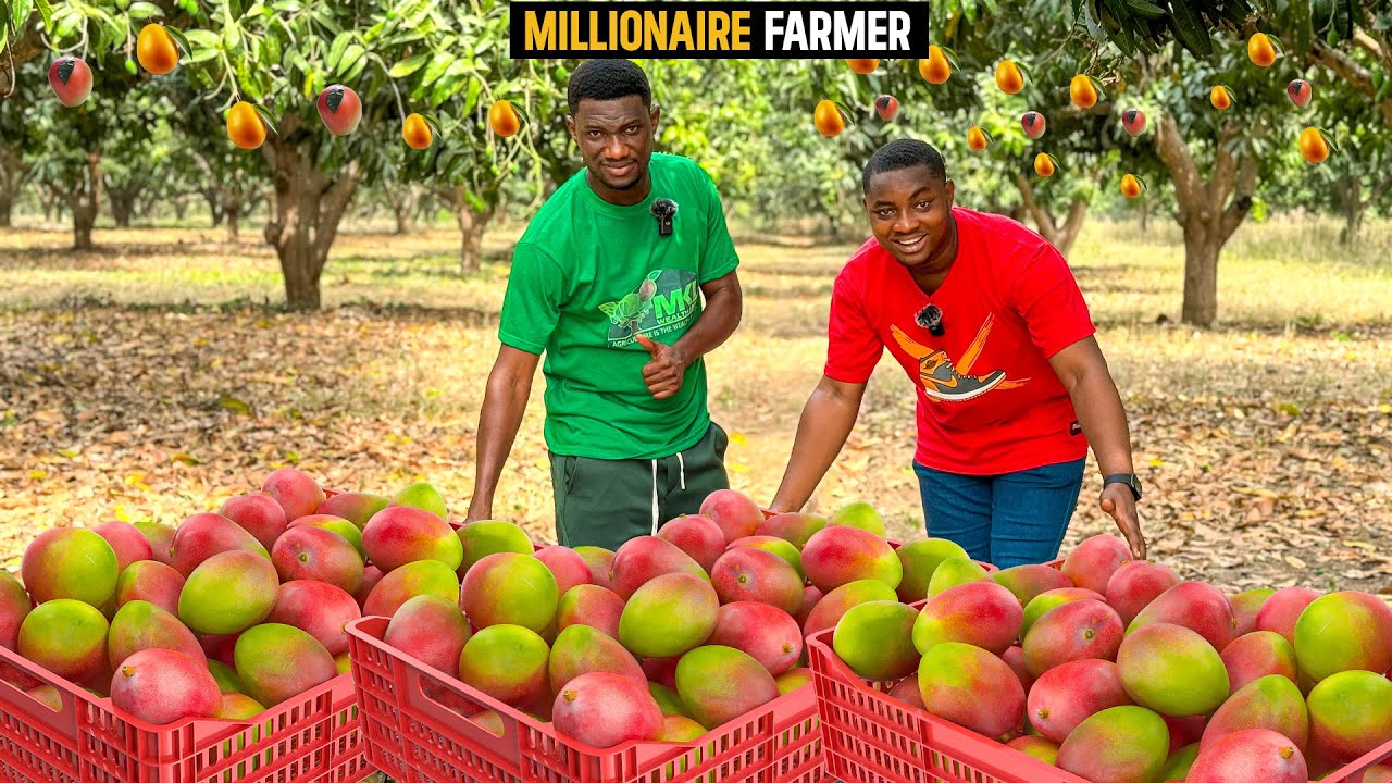 How He Makes Over GHS1,000,000($74,731.59) From His 100 Acre Mango Plantation in Ghana #mango #farm