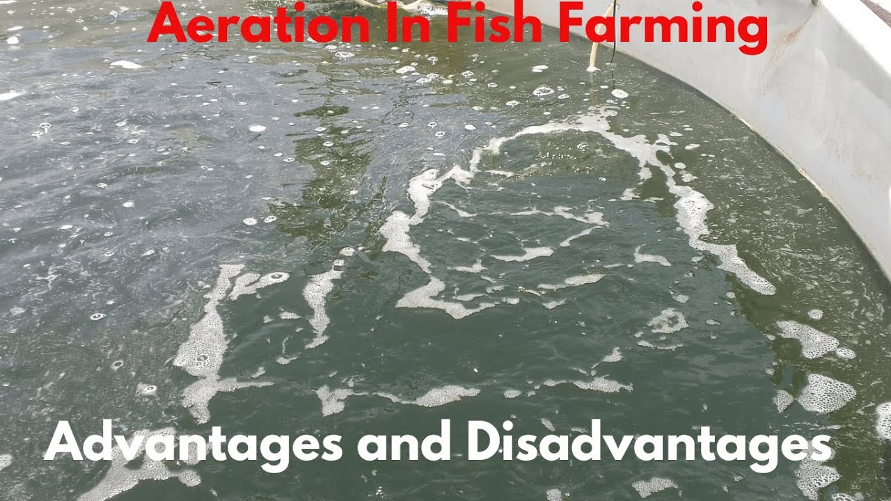 You Won't Believe the Power of Aeration in Fish Farming