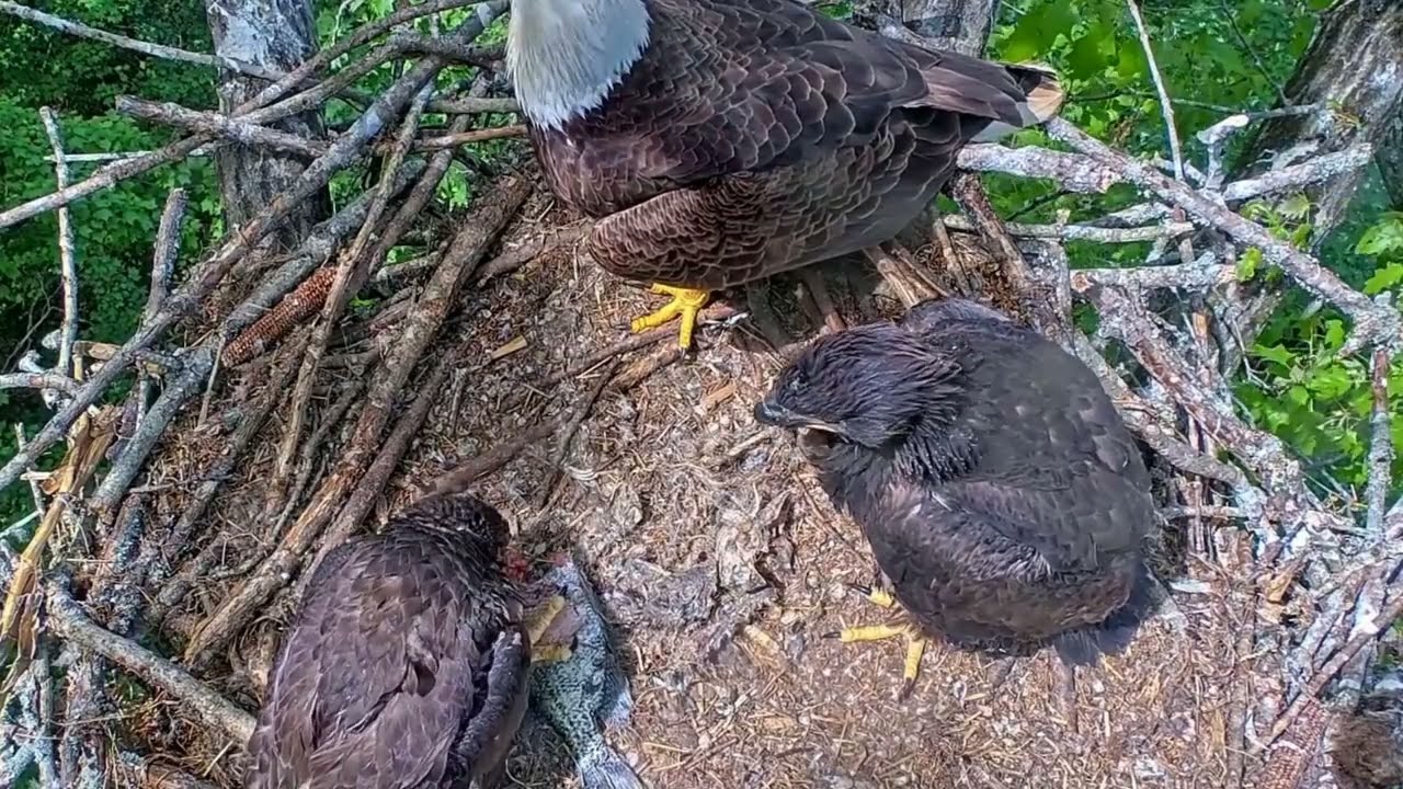 EP#483 #baldeagle Review birds in nest with nature #birdslovers #birdsounds #birdsnest #wildbirds