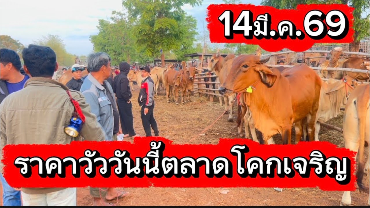 พาชมบรรยากาศซื้อขายวัวตลาดโคกเจริญ อ. สว่างแดนดิน จ. สกลนคร 14/3/69 #ราคาวัววันนี้ 