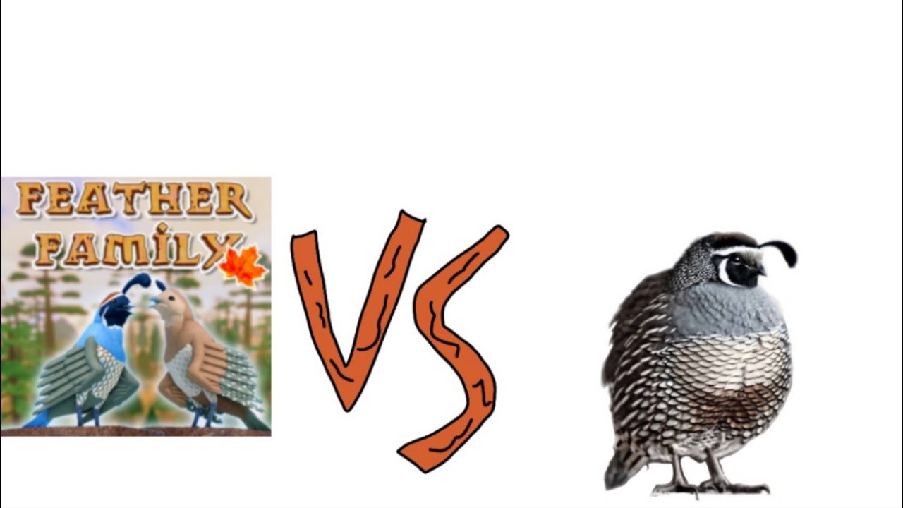 feather family vs real life