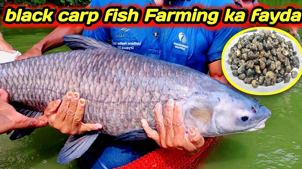 Sab Machhali ka growth badhane wali Machhali black carp | fish pond Snail eating fish | fish growth