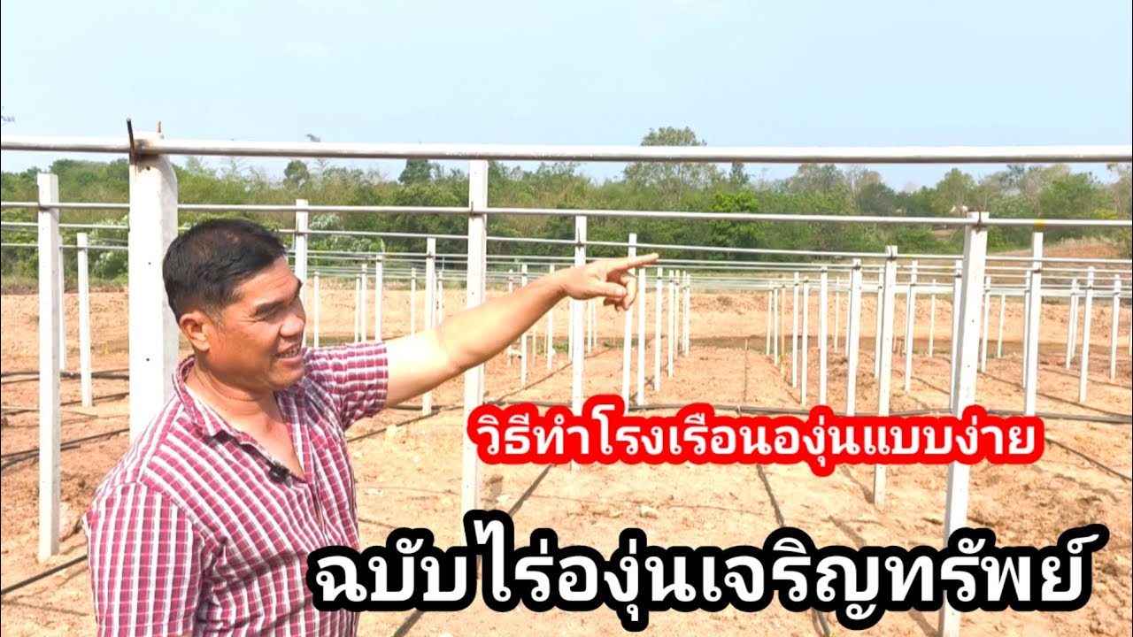 ทำโรงเรือนองุ่นด้วยวิธีนี้ง่ายมาก!! แบบฉบับไร่องุ่นเจริญทรัพย์วังน้ำเขียว