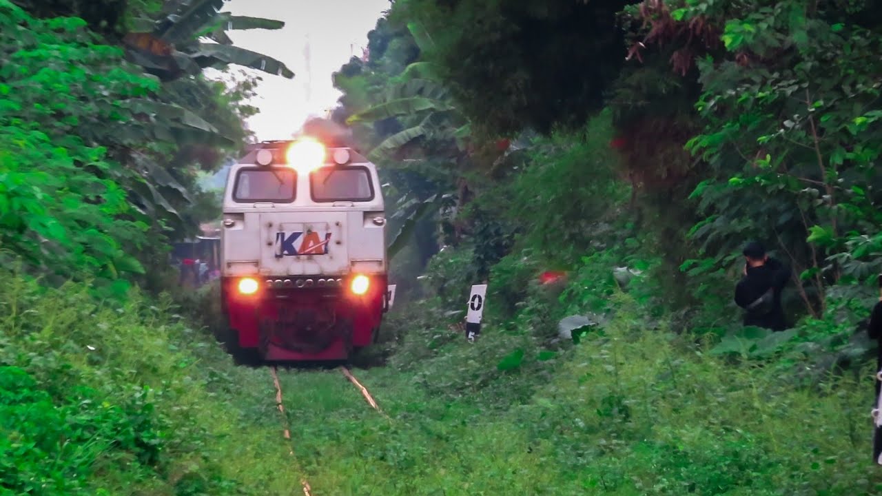Extream Railway!! Kereta Api ini Blusukan Melewati Rel yang tertutup Hijau || Indonesian Railways
