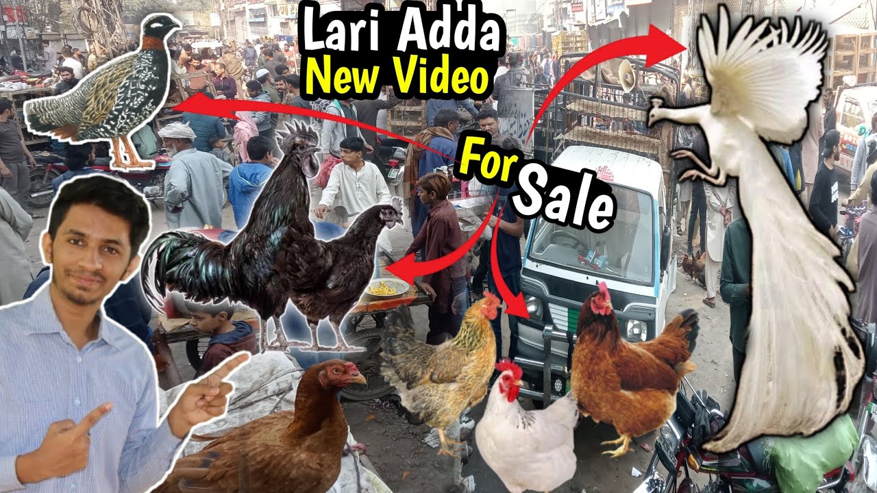 Ando Wali Murghi Lari Adda Sunday Bazar Price Update Lahore Pakistan | Murghi Mandi New Update