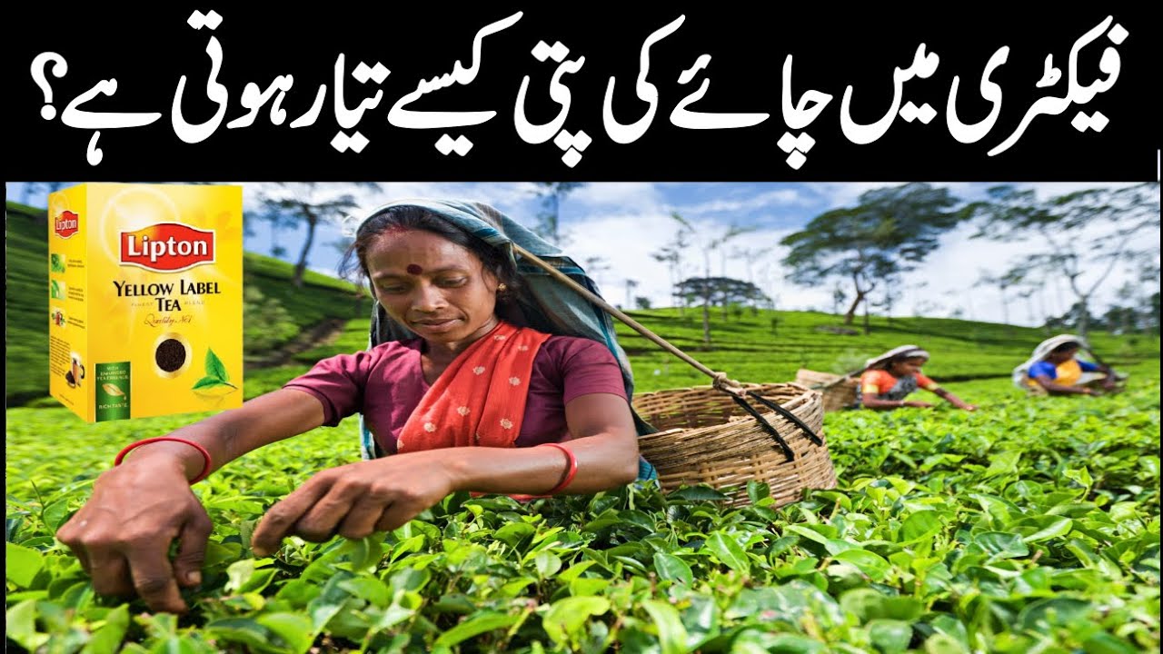 Tea Making Process In Factory Complete Documentary In Urdu/Hindi- Mukhbar Tv Pakistan