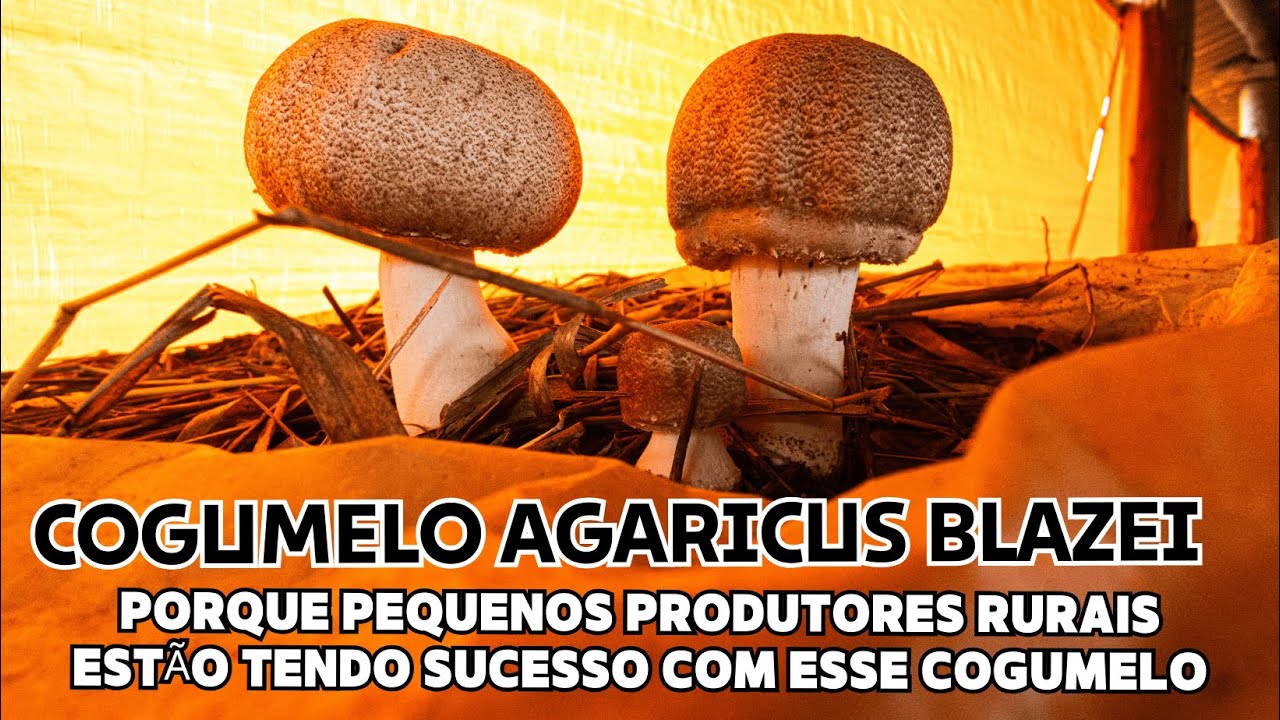 🍄 Cogumelo Agaricus blazei - Porque Pequenos Produtores Rurais Estão Tendo Sucesso Com Esse Cogumelo
