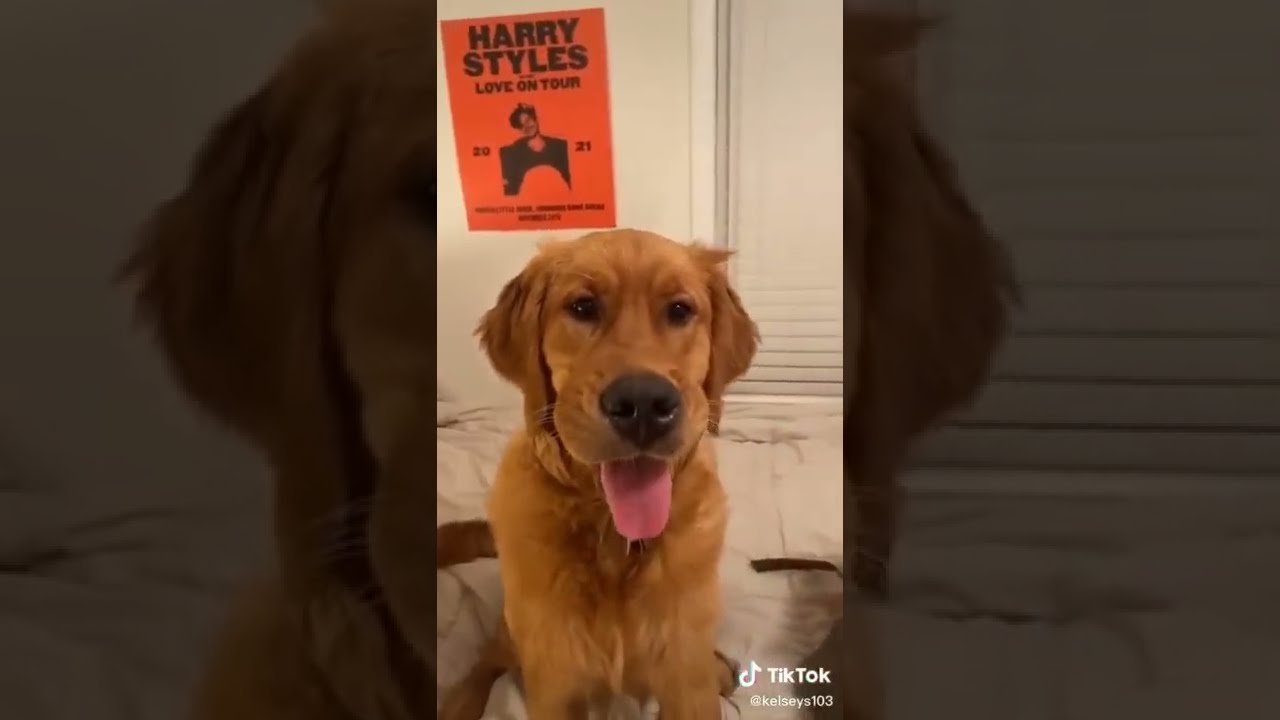 Dogs Being Dogs: A Video Compilation of Pure Comedy