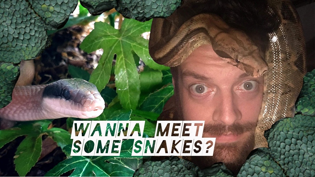 The Reality of Living With 20+ Snakes