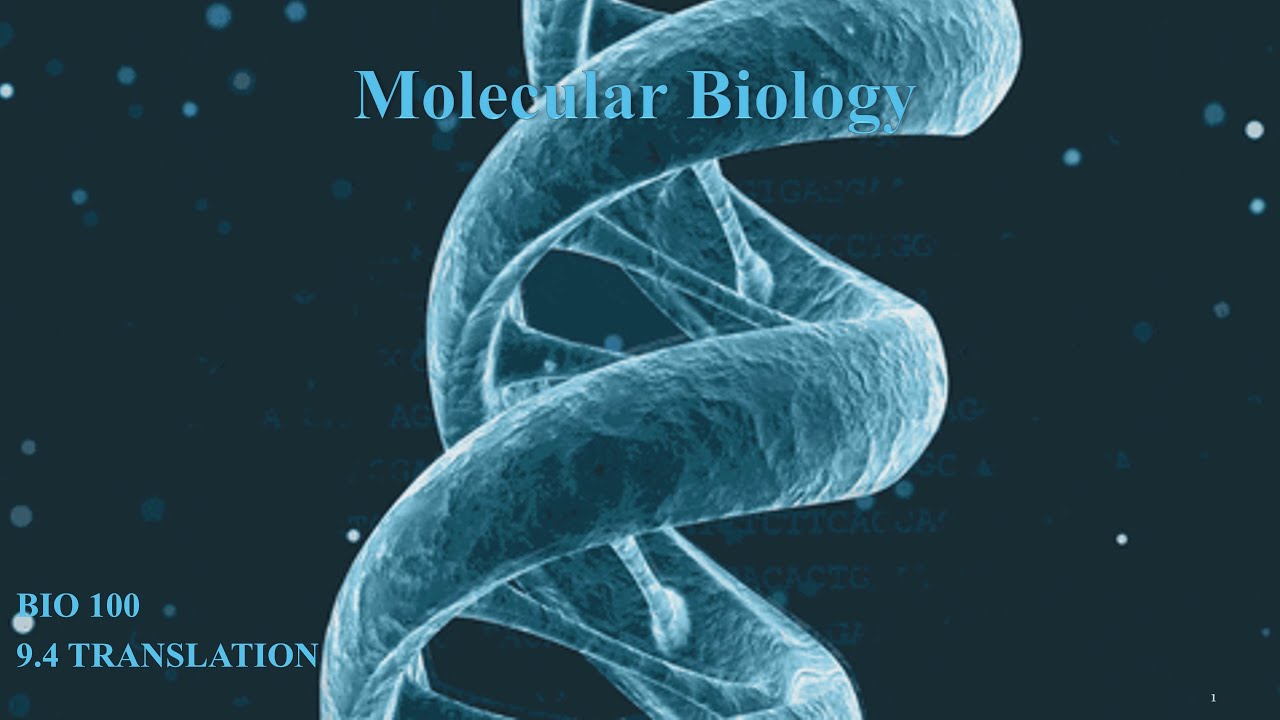 Molecular Biology:  Translation