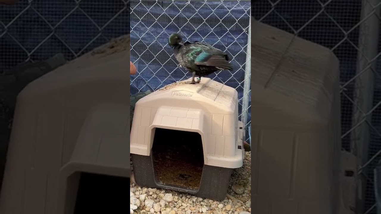 Реконструкция загона для уток🥰🦆 #dunkinducks #petducks #утки