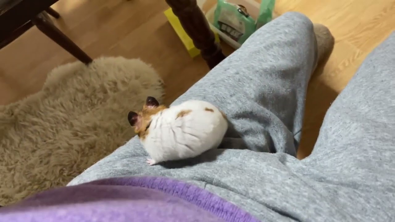 ゴールデンハムスターが飼い主の指をかみます(汗