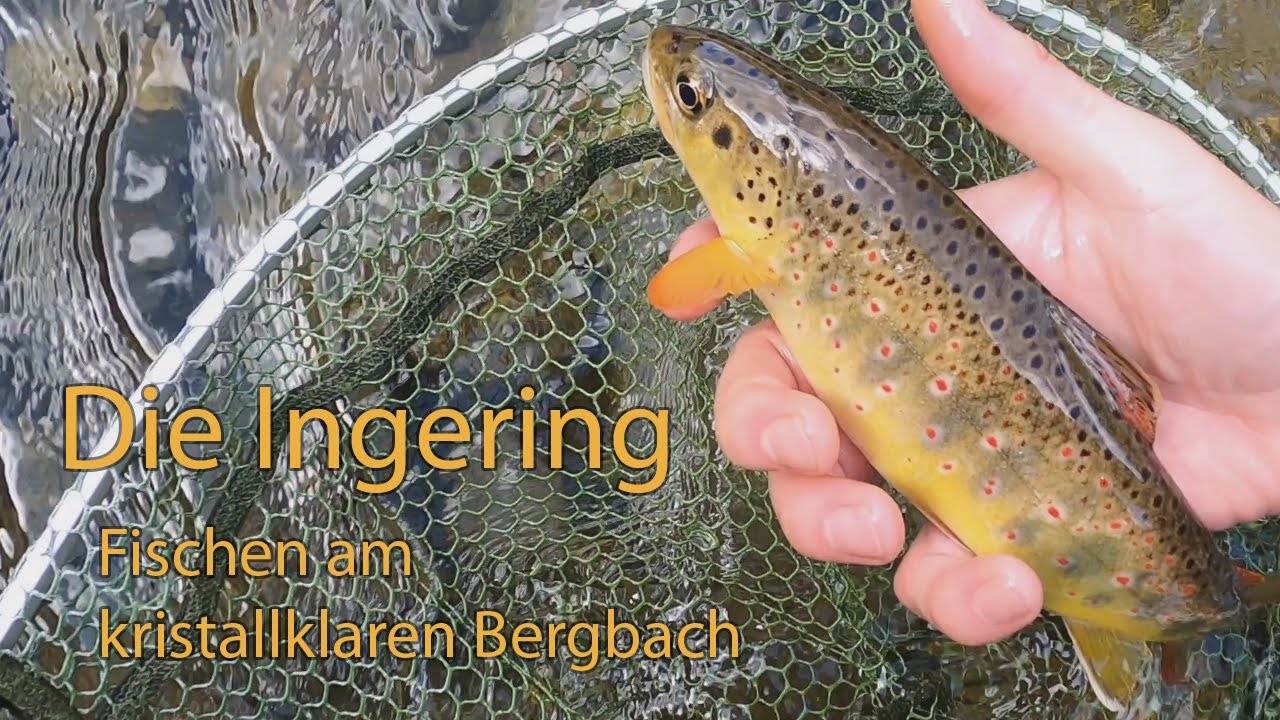 Die Ingering &bull; Spinnfischen am kristallklaren Bergbach