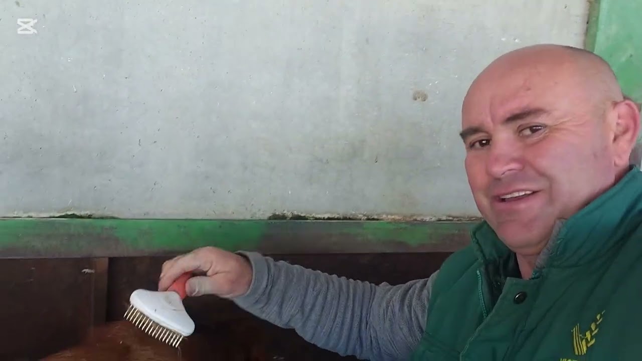 Domingo un rato con Bartolo pare la JAMERGA y le coloco el collar a una vaca