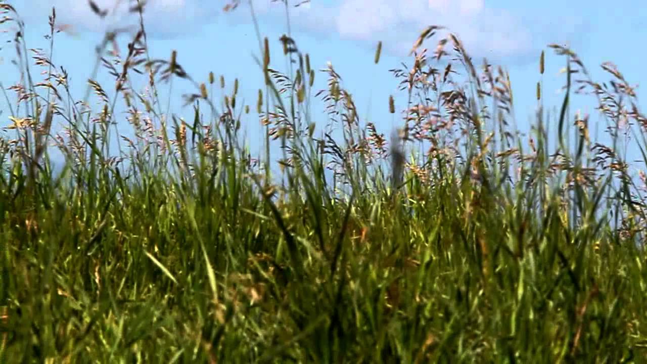 A collection of free flight model airplane videos from our field in Calgary, 2012