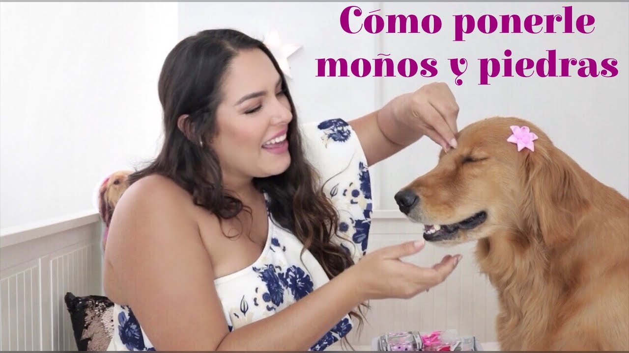 Cómo ponerle moños y piedras a tu mascota