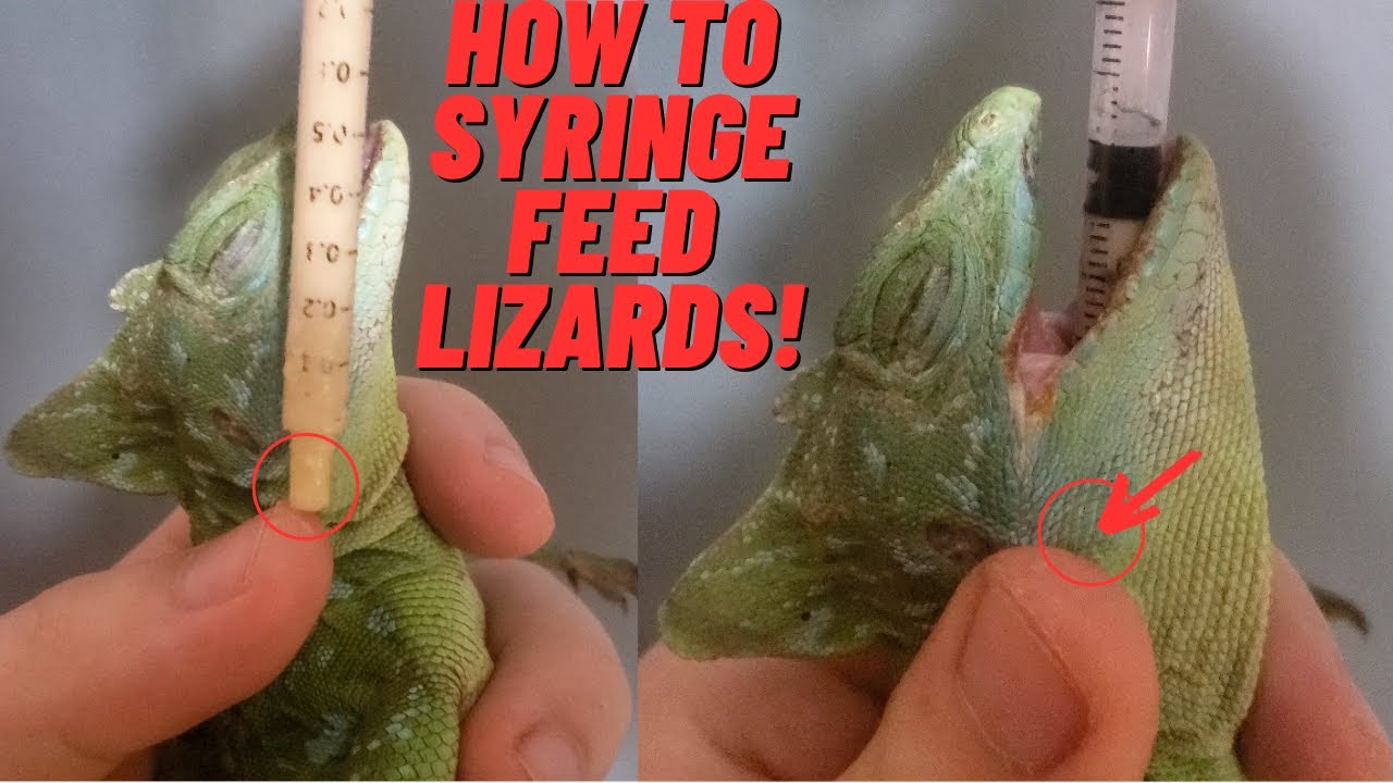 SYRINGE FEEDING LIZARD! | HOW TO FOR REPTILES 4K