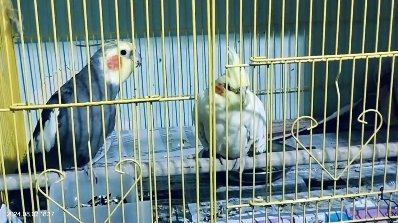 Mail cockatiel sound 