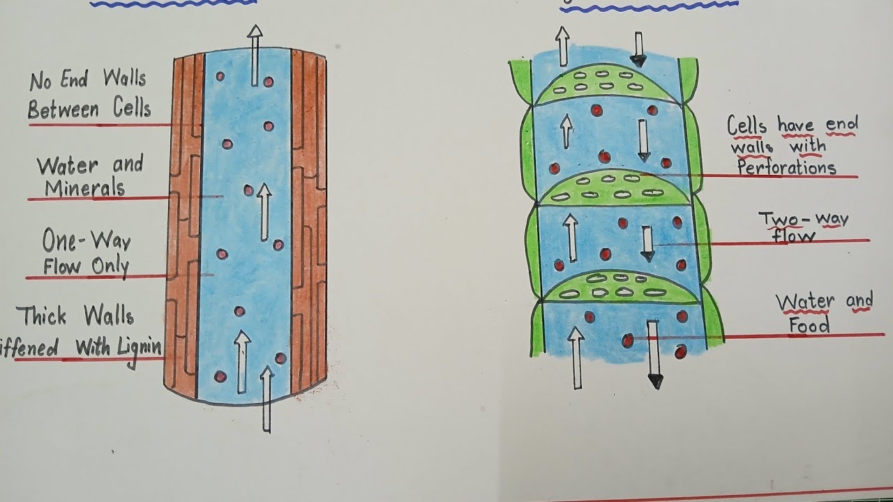 How to draw Xylem and Phloem tissues / Xylem and Phloem tissues drawing and explanation 