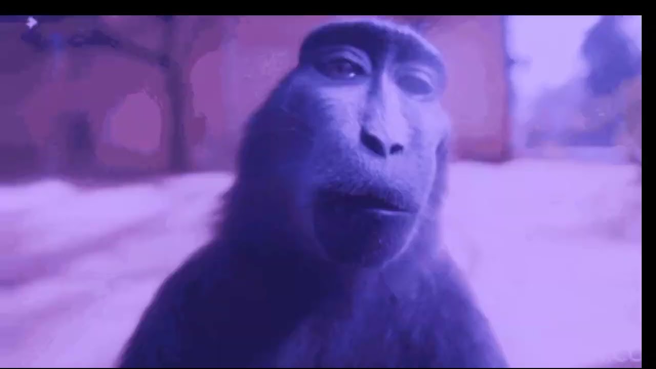 ᴍᴏɴᴋᴇy ʀɪᴢᴢ