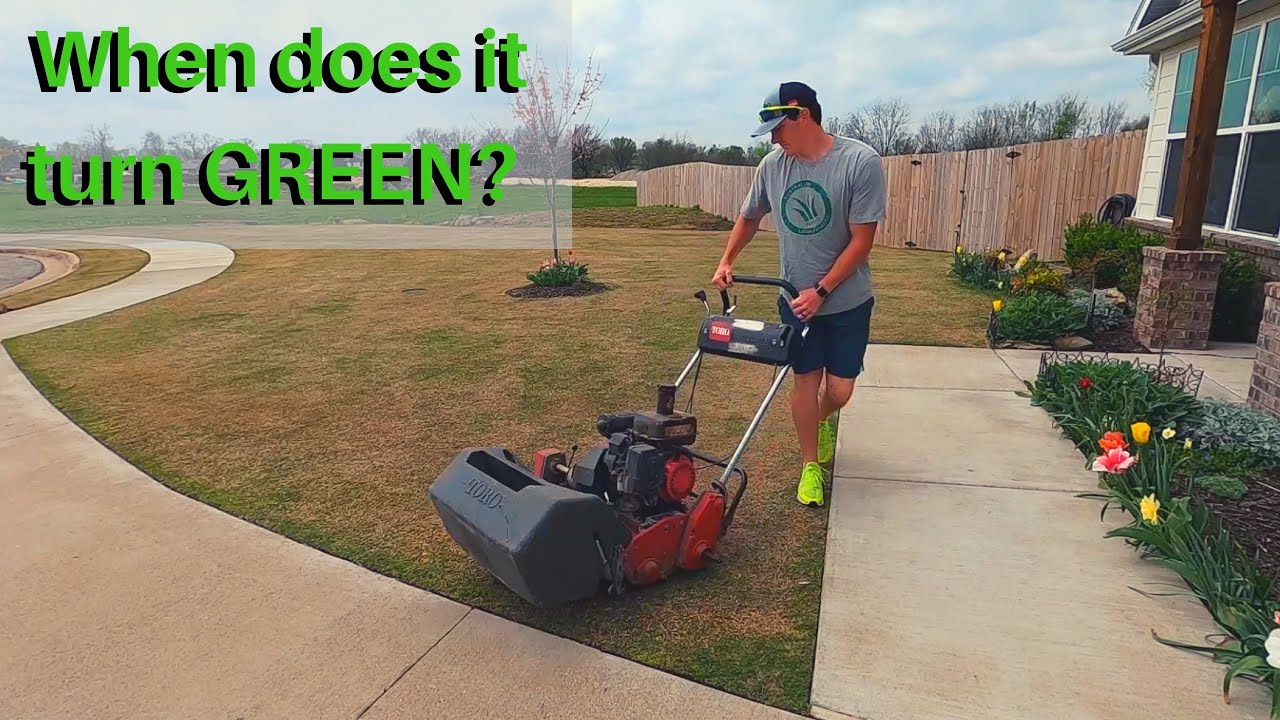 When does BERMUDAGRASS TURN GREEN / come out of DORMANCY? - How you can help!
