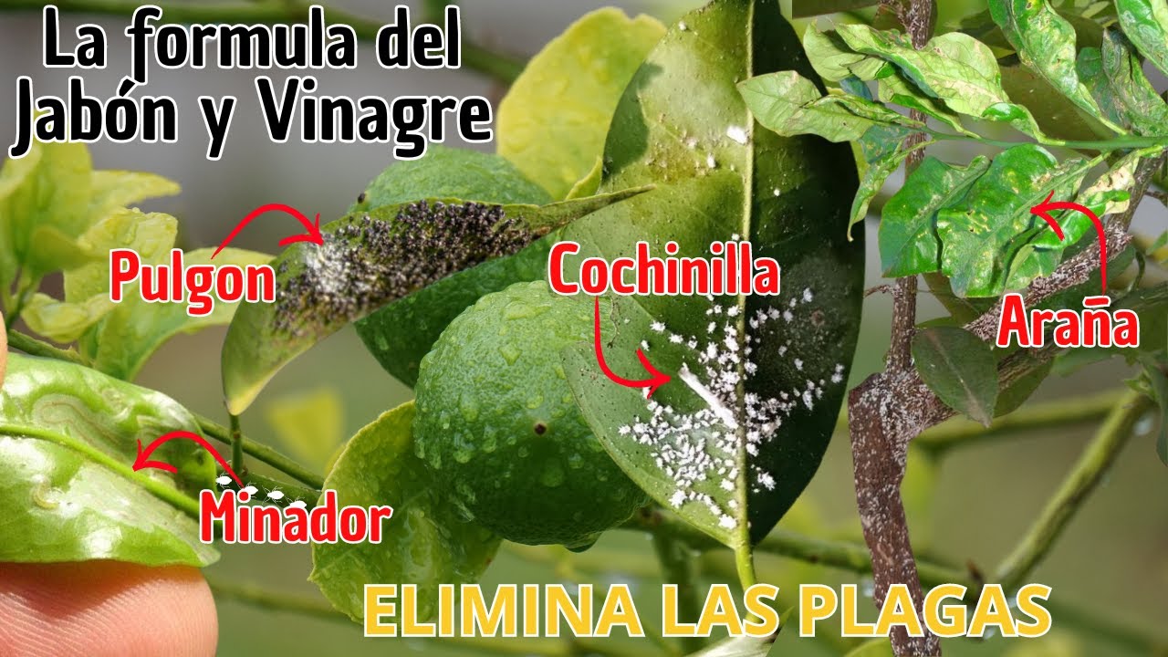 La formula del Vinagre y Jabón para acabar con las Cochinillas, minador, pulgón, araña del limonero