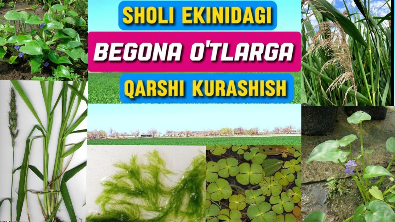 SHOLINI BEGONA O‘TLARIGA QARSHI KURASHISH. 